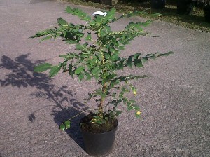 Mahonia 'Media Charity' from a garden centre, approx 2ft (60cm) tall in 5l pot