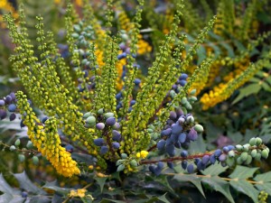 Mahonia 'Media Charity' which is an evergreen shrub with spiky leafs and produces yellow flowers from late summer through to winter.