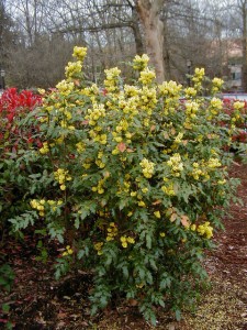 Established Mahonia Aquifolium bush in flower. Produces yellow flowers in late season